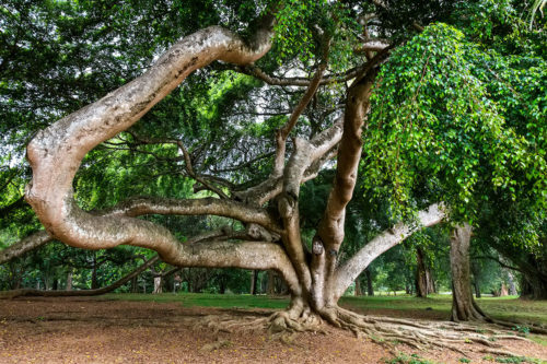 Weeping Fig: An Attractive Ornamental Plant - Healthier Steps