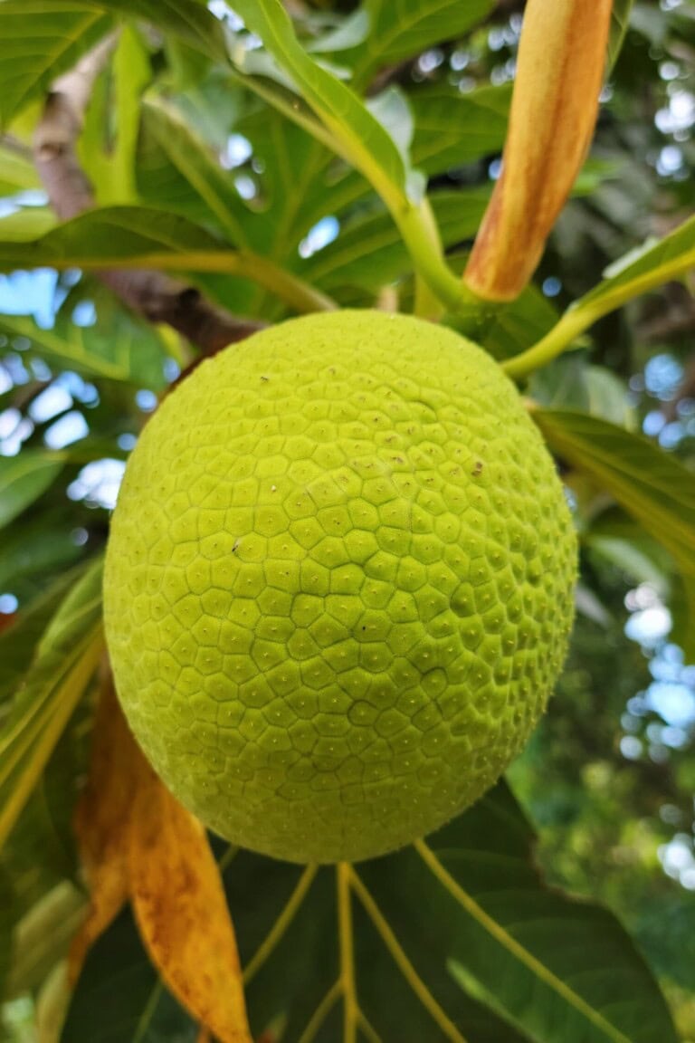 Benefits of Breadfruit
