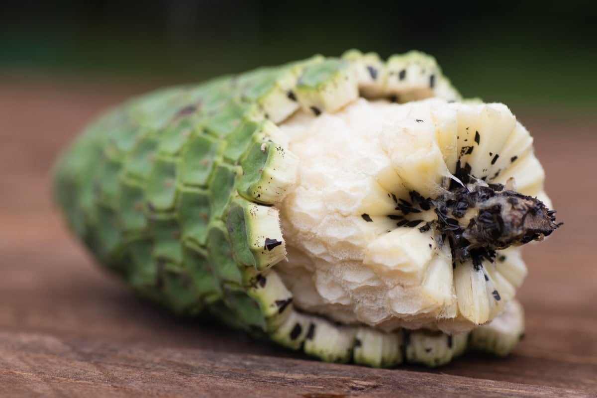 Monstera Deliciosa Fruit