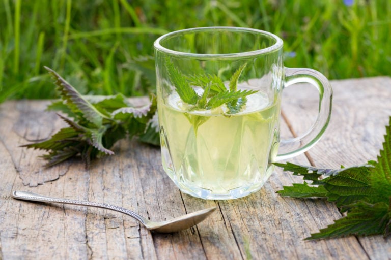 What is Nettle Tea Good For? - Healthier Steps