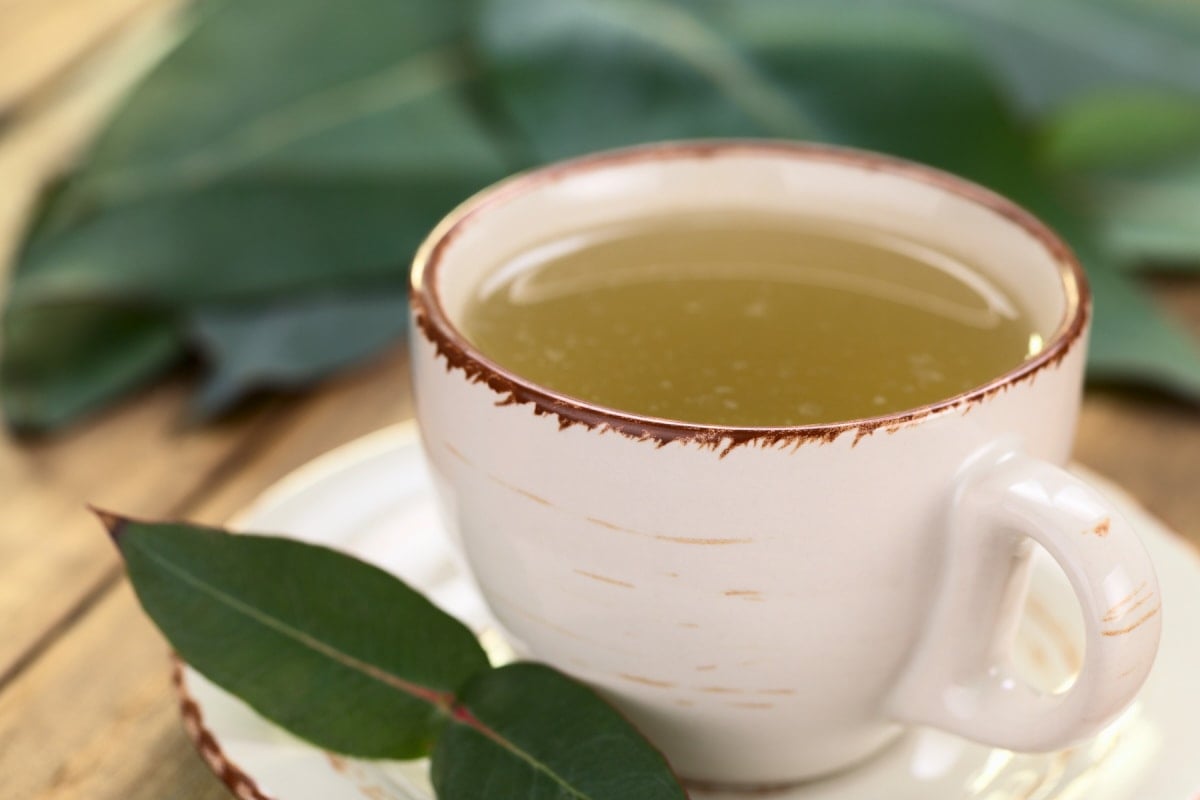 Top 9 Benefits of Eucalyptus Tea - Healthier Steps