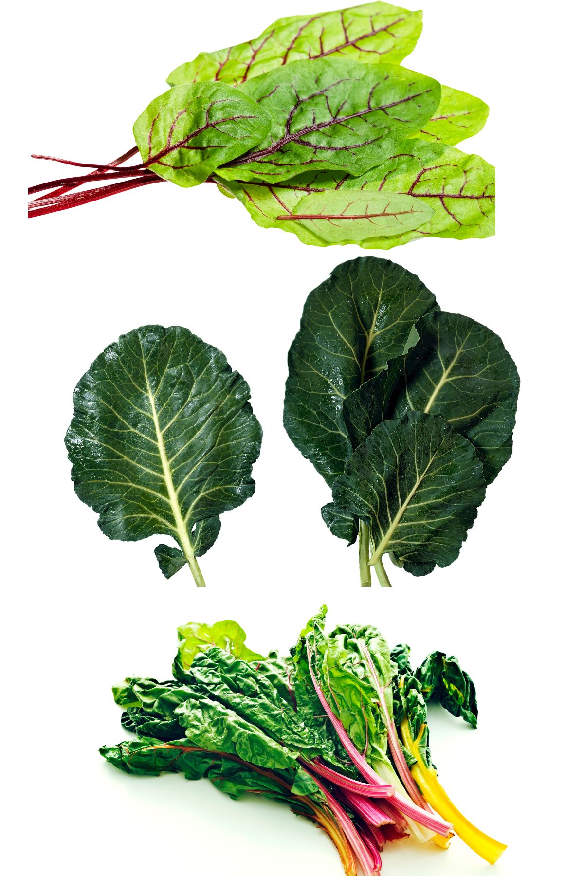 leafy greens on white background