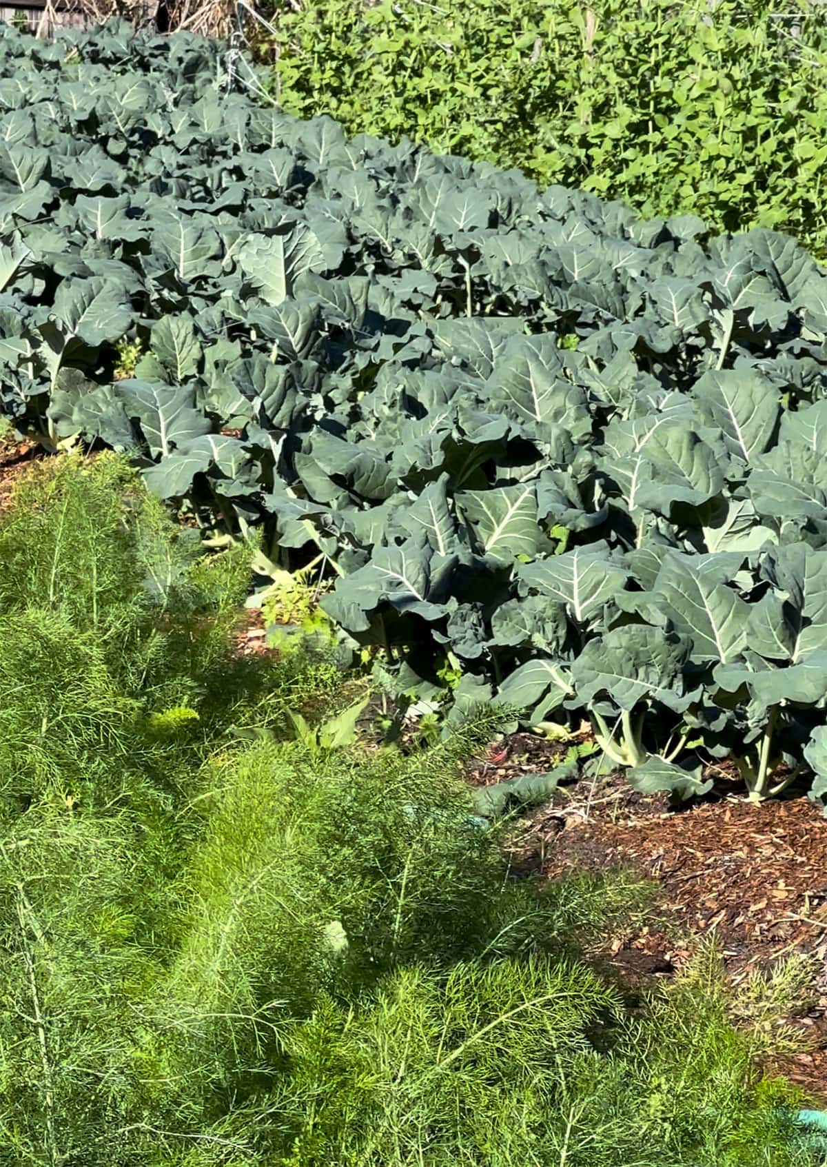 Local farm with rows of produce, including broccoli 