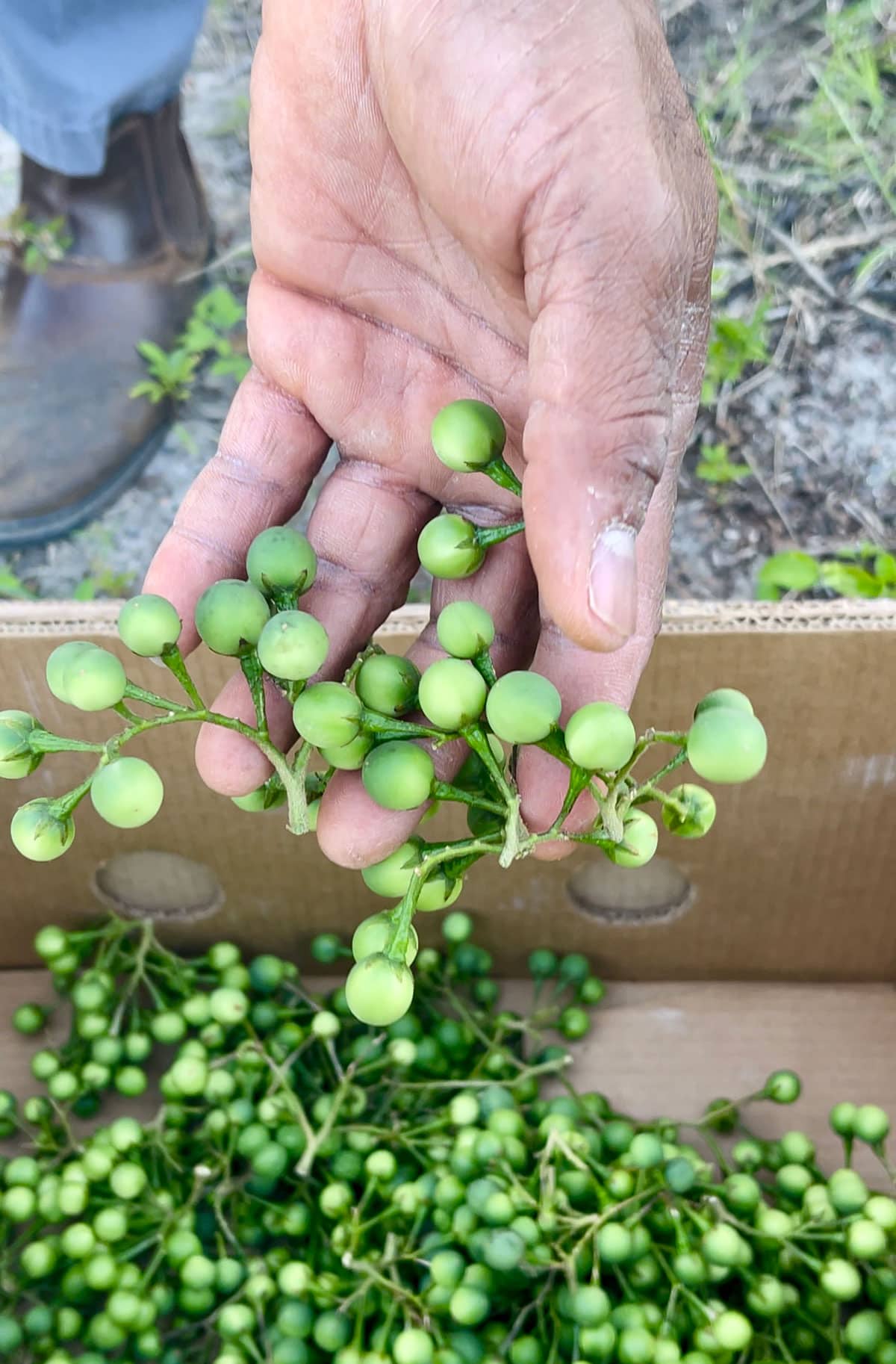 Susumba berries being dropped in a box after harvesting